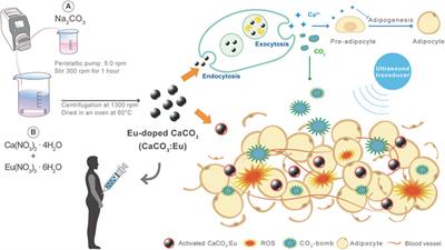 The Synthesis of Europium-Doped Calcium Carbonate by an Eco-Method as Free Radical Generator Under Low-Intensity Ultrasonic Irradiation for Body Sculpture